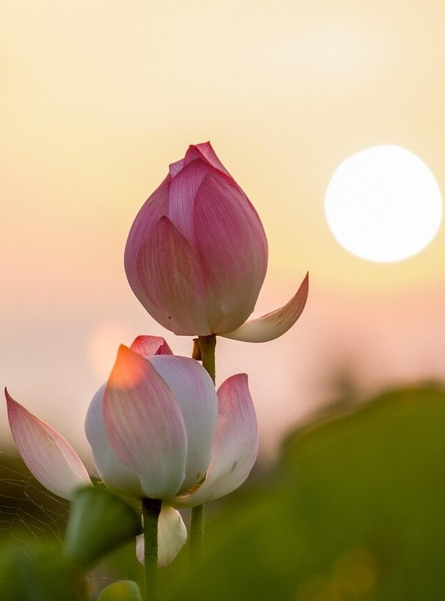 Therapie-en-coaching-Mierlo-Brabant-Limburg. 